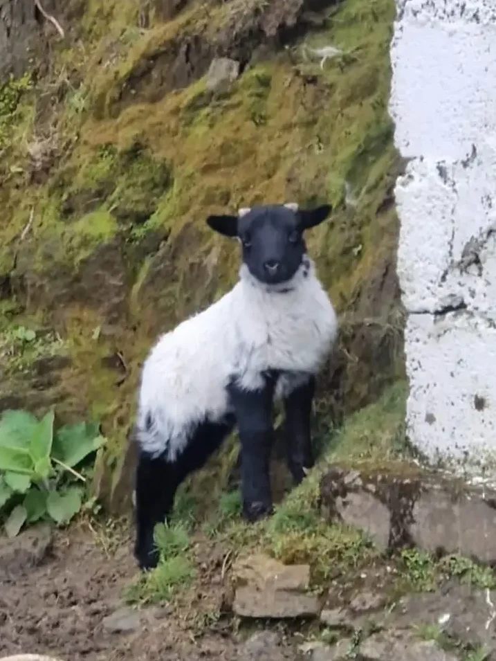 lamb joyce country